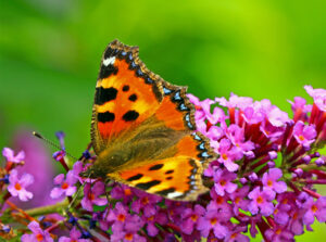 Aglais urticae