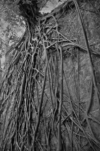 ROOTS